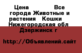 Zolton › Цена ­ 30 000 - Все города Животные и растения » Кошки   . Нижегородская обл.,Дзержинск г.